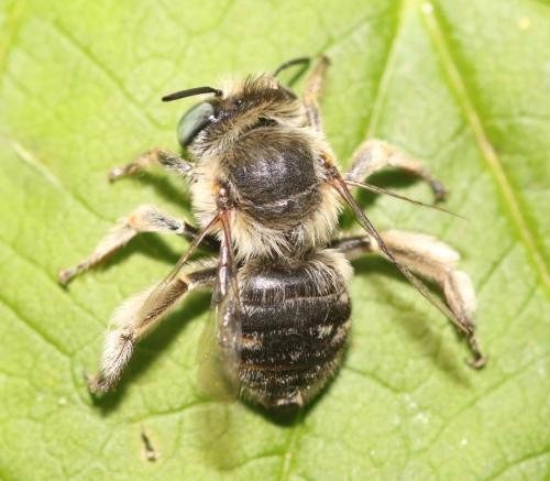 Réf. 347 243 : Anthophora bimaculata